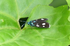Chrysartona stipata