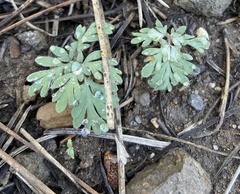 Dicentra uniflora
