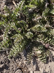 Pedicularis centranthera