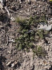 Pedicularis centranthera