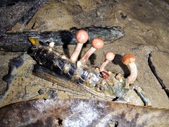 Paraisaria amazonica