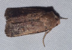 Proteuxoa hypochalchis