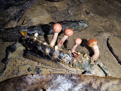 Paraisaria amazonica