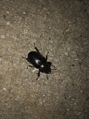 Lucanus placidus