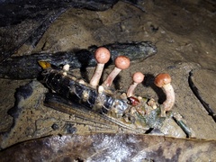 Paraisaria amazonica