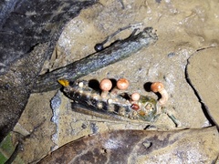 Paraisaria amazonica