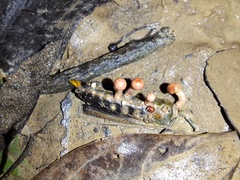 Paraisaria amazonica