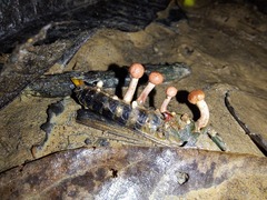 Paraisaria amazonica