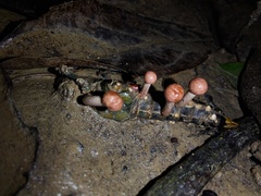 Paraisaria amazonica