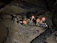 Paraisaria amazonica