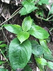 Odontonema