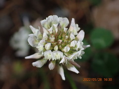 Trifolium repens