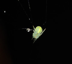 Araneus psittacinus