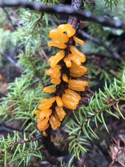 Gymnosporangium clavariiforme