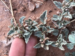 Acleisanthes diffusa