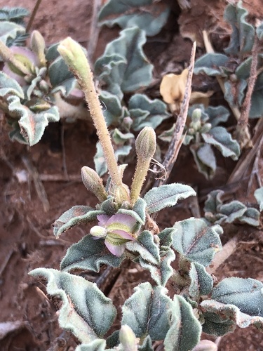 spreading moonpod (Selinocarpus diffusus)