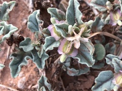 Acleisanthes diffusa