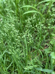Poa supina