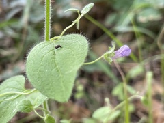 Neogaerrhinum strictum