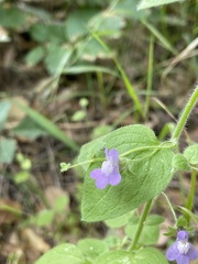 Neogaerrhinum strictum