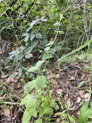 Neogaerrhinum strictum