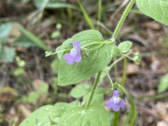 Neogaerrhinum strictum
