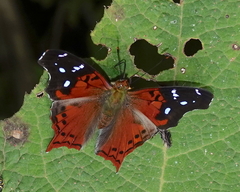 Hypanartia kefersteini