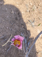 Calochortus nuttallii