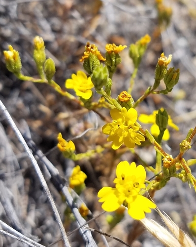 Image of Deinandra lobbii by (c) Rupert Clayton, some rights reserved (CC BY)