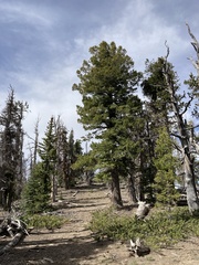 Pseudotsuga menziesii glauca