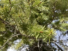 Pseudotsuga menziesii glauca