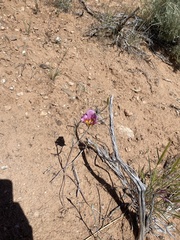Calochortus nuttallii