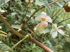 Begonia lukuana