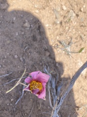 Calochortus nuttallii