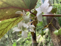 Begonia lukuana