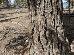 Pseudotsuga menziesii glauca