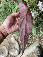 Begonia lukuana