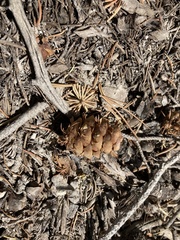Pseudotsuga menziesii glauca