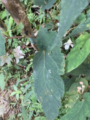 Begonia lukuana