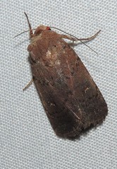 Proteuxoa hypochalchis