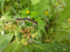 Plapigus circumcinctus