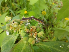 Plapigus circumcinctus