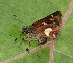 Dalla mesoxantha