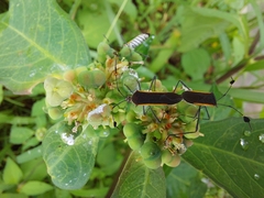 Plapigus circumcinctus