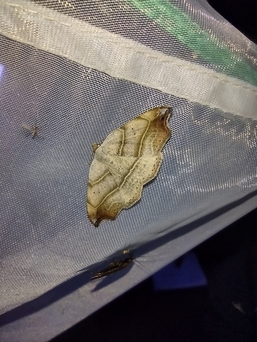 stužkavec lišajníkový (Laspeyria flexula)