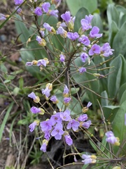 Phoenicaulis cheiranthoides