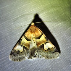 Drasteria pallescens