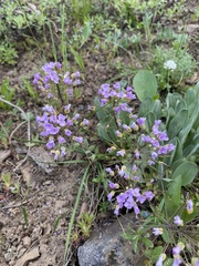 Phoenicaulis cheiranthoides
