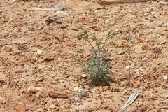 Chaenactis douglasii douglasii