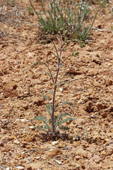 Chaenactis douglasii douglasii